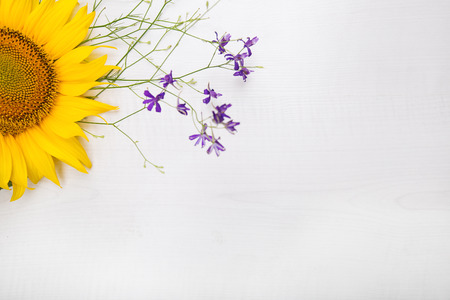 beautiful sunflowers isolated on white.の写真素材