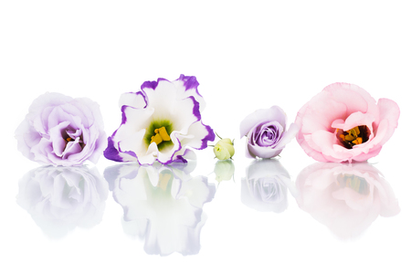 Multicolored eustoma flowers isolated on white background.の写真素材