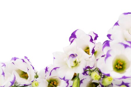 eustoma flowers on a white background.の写真素材