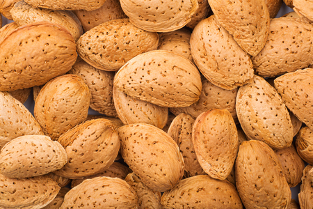 harvested almonds of the almond trees.の写真素材