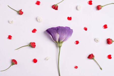 Red roses and carnations on white background.の写真素材