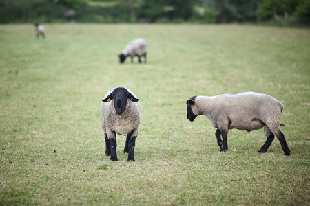 Black sheeps in the midle of farmの写真素材