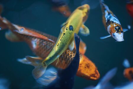 colorful fish in an aquarium