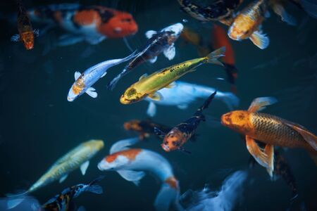 colorful fish in an aquariumの写真素材