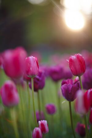 many purple tulips on the field under the sunの写真素材