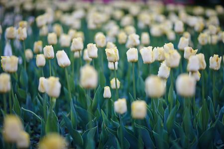 many white tulips on the field under the sunの写真素材