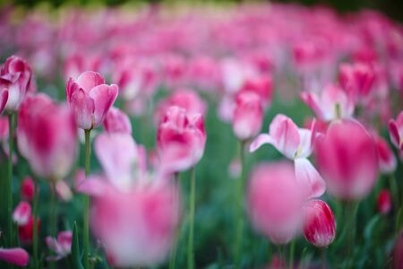 many purple tulips on the field at sunriseの写真素材
