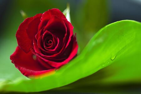 roseの写真素材