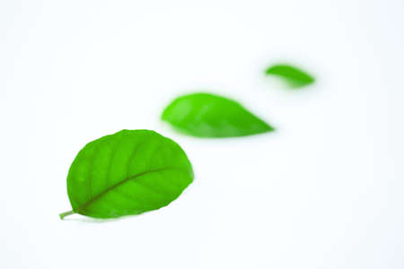 leavesの写真素材