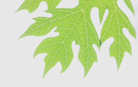 Green leaf veinsの素材