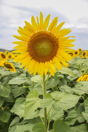 Field of blooming sunflowers in sunny dayの写真素材