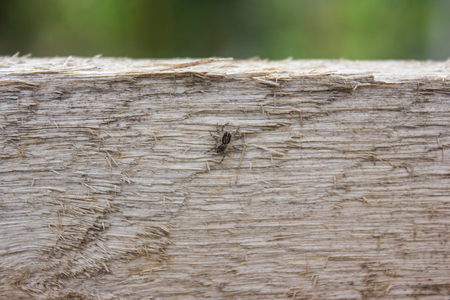 closeup of wood fence and small spiderの写真素材