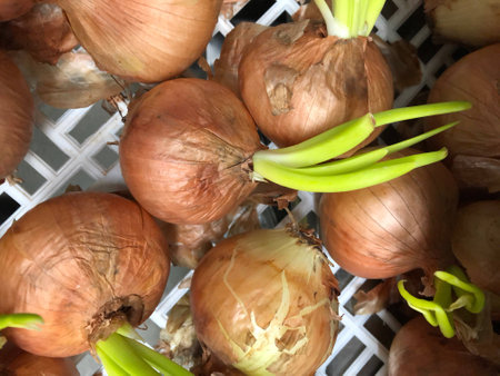 Germination of onionsの素材