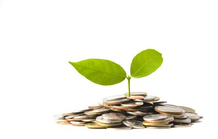 Plant is growing on pile of coins isolated on white. Investment conceptの写真素材