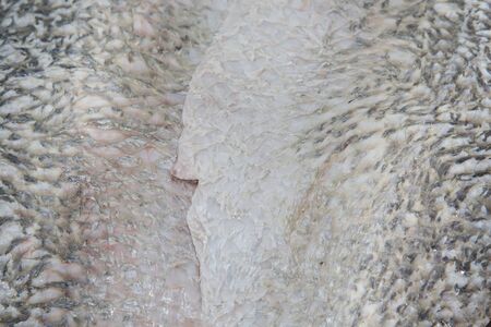 Fillet of fresh raw fish white perchの写真素材