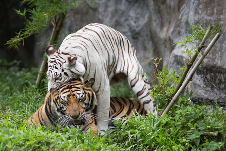 Tigers in zooの写真素材
