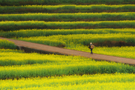 field with green grass and canola flowersの写真素材