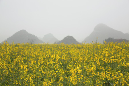 Yellow rapeseed flower field in Luoping, Chinaの写真素材