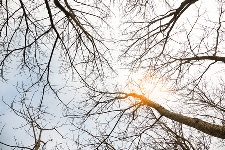 Branches of dead tree,concept for lost life use for background