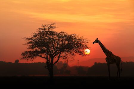 Red sunset with silhouetted African Acacia tree and a giraffe.の写真素材
