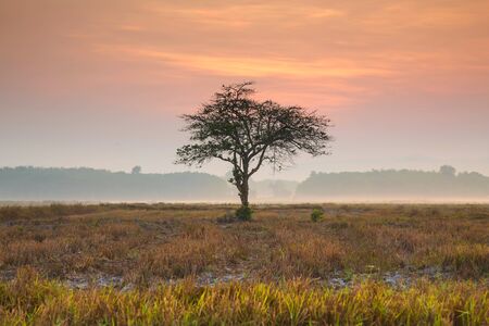 Sunrise through an oak tree on field.の写真素材