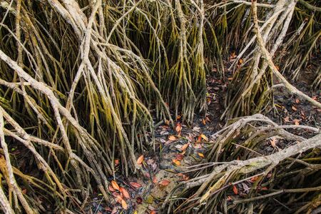 Big tree root in mangrove forest topical rainforest for background