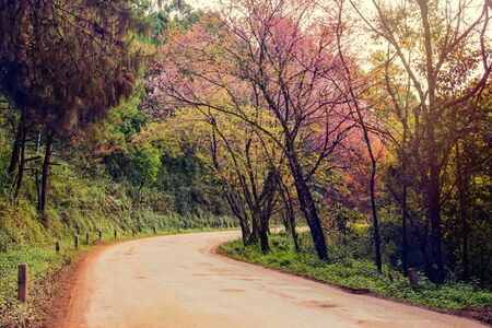 Romantic Road autumn springtime Popular travel tourist Beautiful at Doi Ang Khang ,Chiang Mai ,Thailand,vintage colors.の写真素材