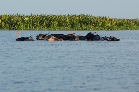 Buffalo playing in the lake