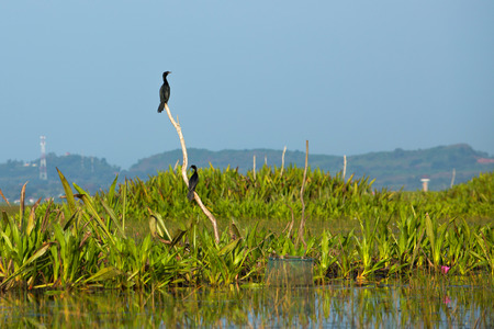 cormorant sitting on branch over the lakeの写真素材