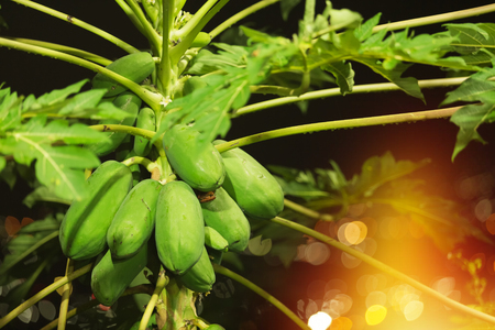 papaya tree with bokeh backgroundの写真素材