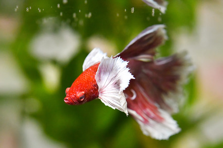 Betta fish in fresh water