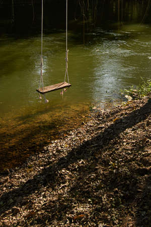 Rope swing under the tree in forestの写真素材
