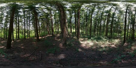 360 degrees spherical panorama of spring nature in forest.の写真素材