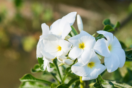 White flowerの写真素材
