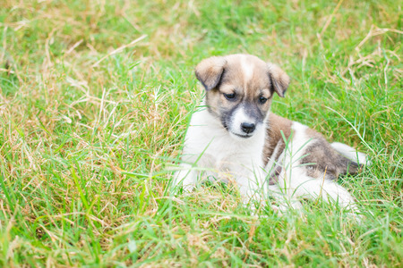 Baby dog play in lawn happy in morningの写真素材