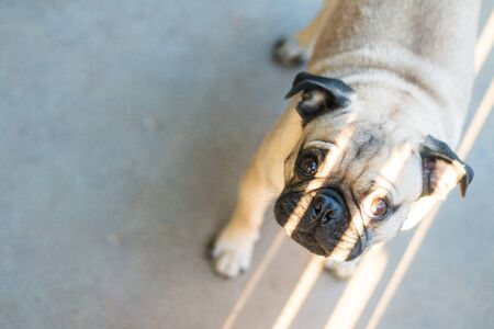 Pug Dog and lighting in evening with happyの写真素材