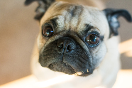 Pug Dog and lighting in evening with happyの写真素材