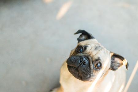 Pug Dog and lighting in evening with happyの写真素材