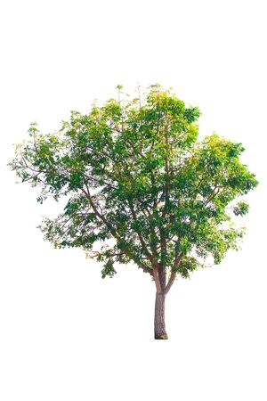 Tree isolated on white backgroundの写真素材