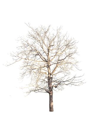 Tree isolated on white backgroundの写真素材
