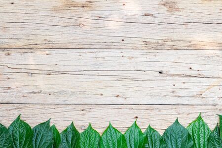 Top view,Wood background with leaf frame Bottom. with copy spaceの写真素材
