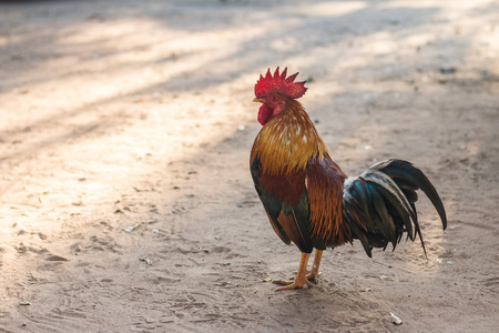 Chicken living in the Morning wiht holiday