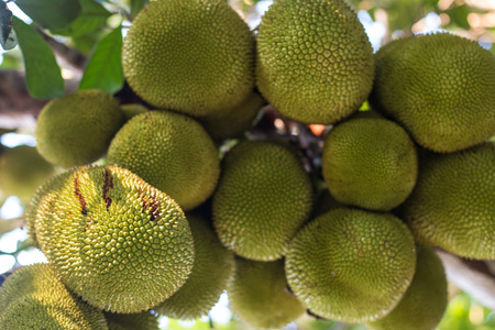 The jackfruit is getting old. Before the fruit is cookedの写真素材