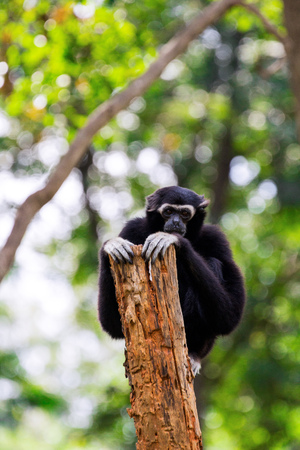 Black gibbons hug tree sitting lonely in the morning.の写真素材