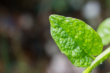 Green leaves that are hit by water from falling rainの写真素材