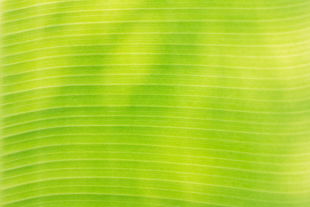 Close-up of green banana leaf The sun is shining through.の写真素材