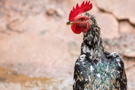 Close-up picture of chicken headの写真素材