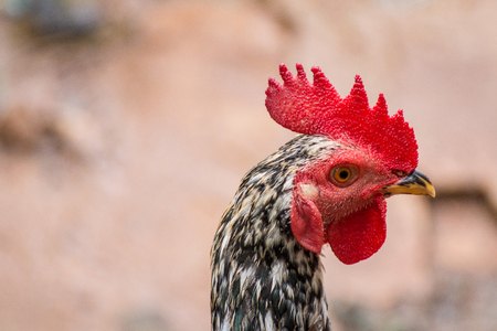 Close-up picture of chicken headの写真素材