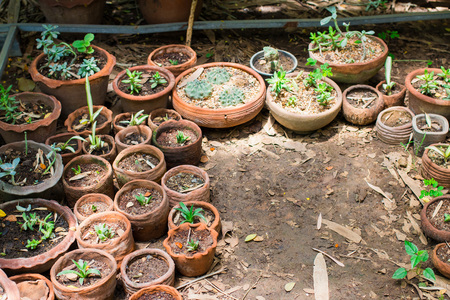 Planting small ornamental plants in pots.の写真素材