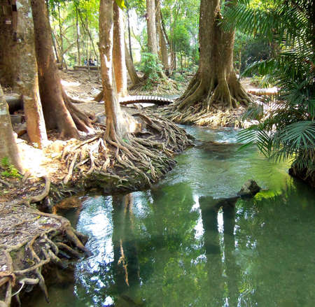 clear water and beautiful roots